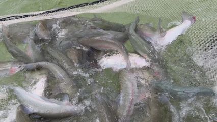 打“特色牌”，做“水文章” 魚蝦滿塘皆是景的水產養殖新圖景