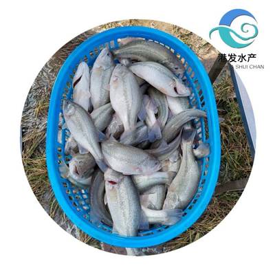 瀘州加洲鱸魚苗現苗供應，專業配送助力水產養殖